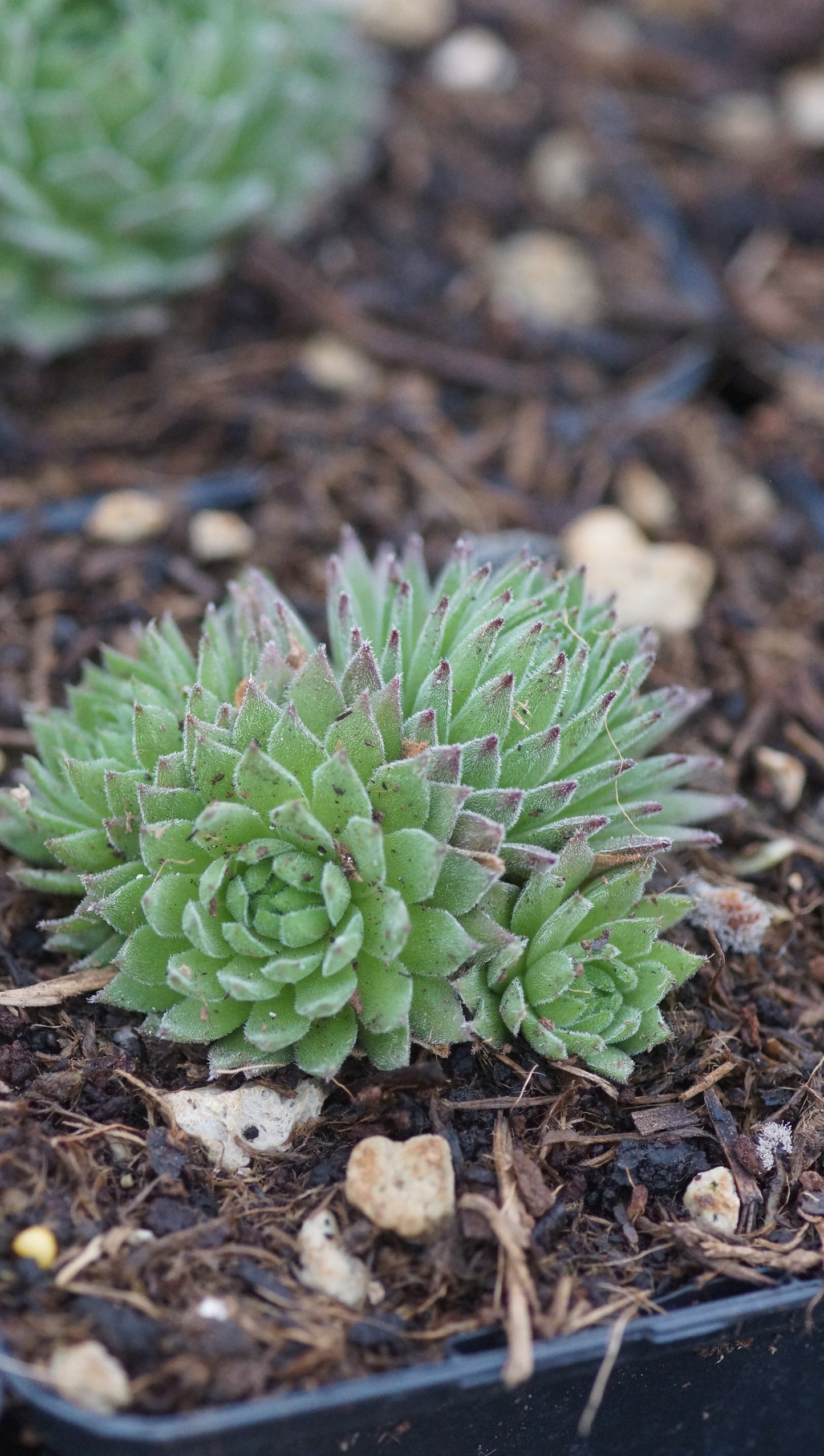 Sempervivum Hybride 'Sea Urchin' - Hauswurz