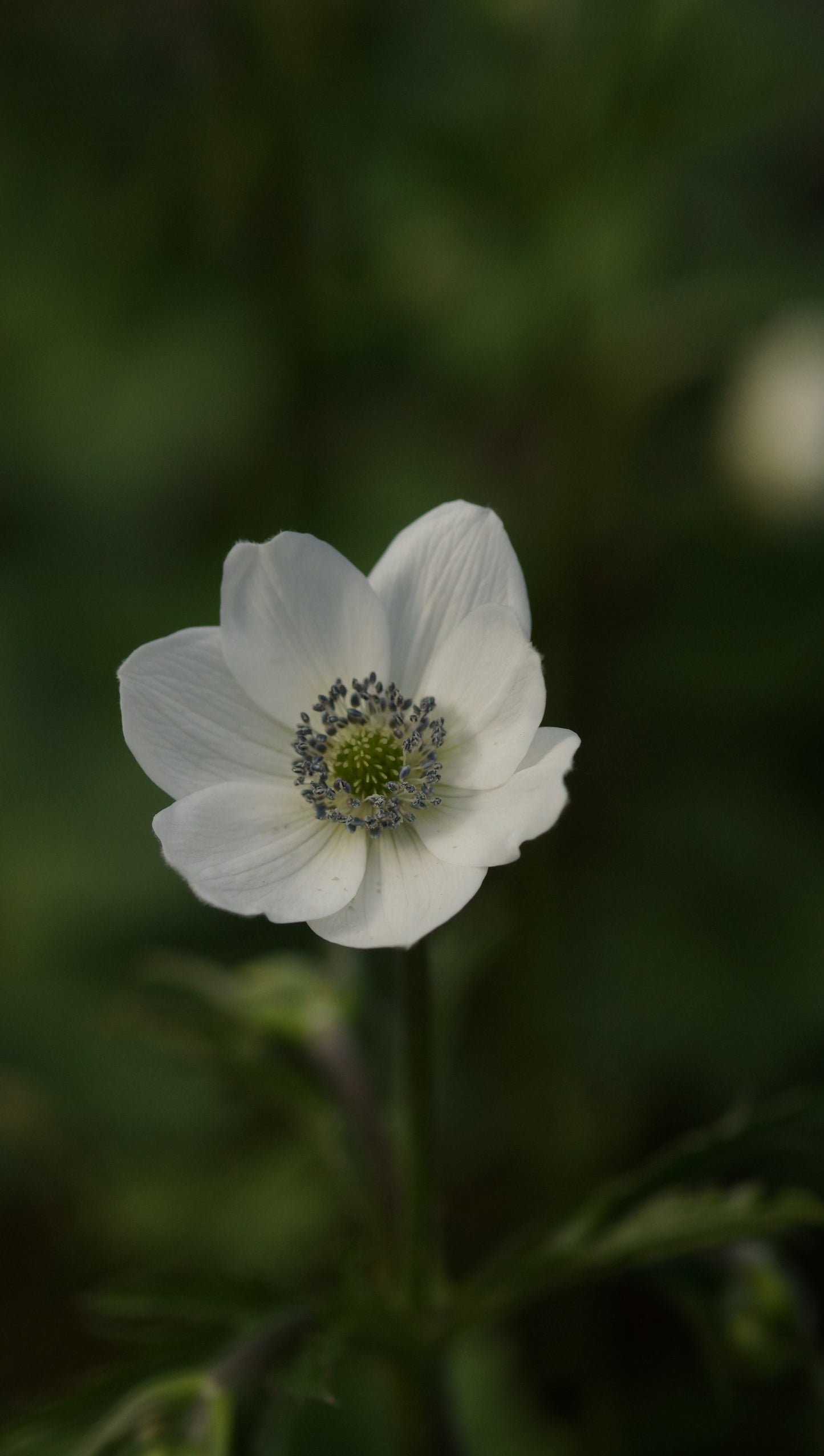 Anemone leveillei - Chinesisches Sommer-Windröschen