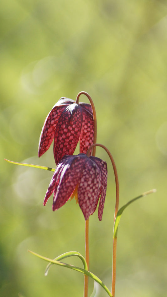 Fritillaria meleagris - Schachbrettblume