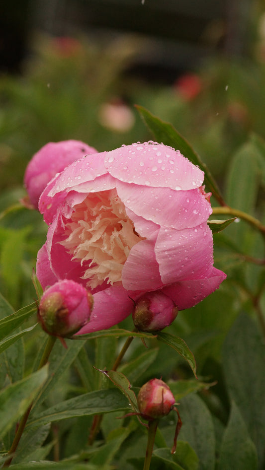 Paeonia lactiflora 'Bowl of Beauty' - Pfingstrose