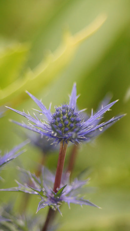 Eryngium x Cultorum 'Lapis Blue' - Kleine Edeldistel