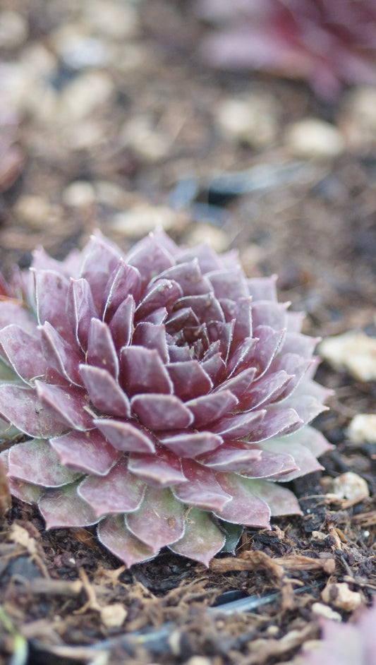 Sempervivum Hybride 'Dr. Fritz Köhlein' - Hauswurz