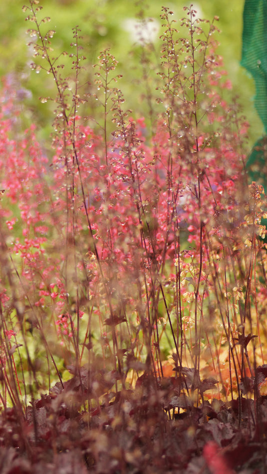 Heuchera Hybride 'Obsidian' - Purpurglöckchen