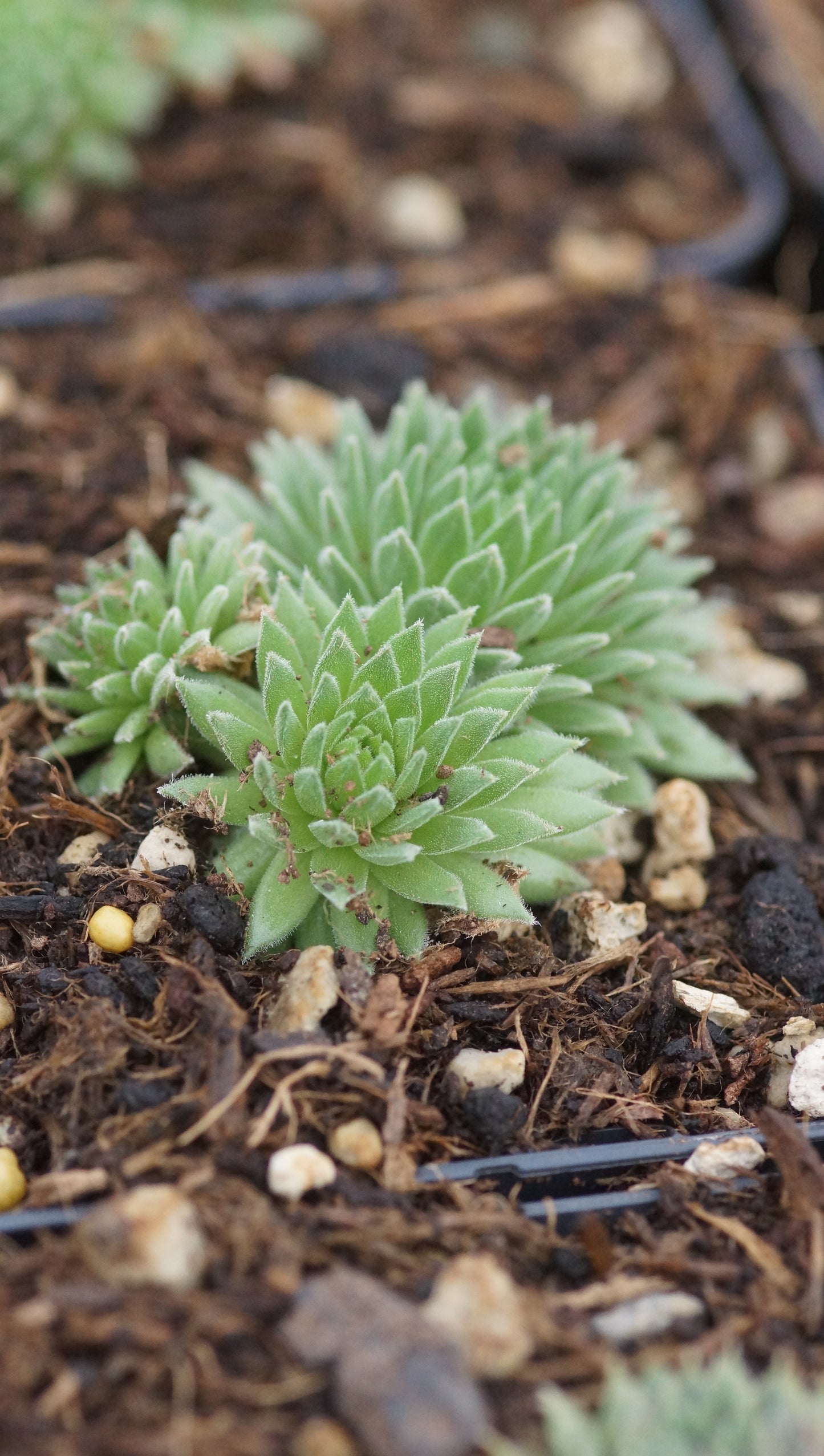 Sempervivum Hybride 'Ory' - Hauswurz