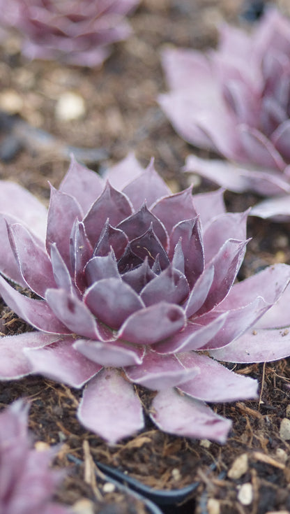 Sempervivum Hybride 'Merveille' - Hauswurz