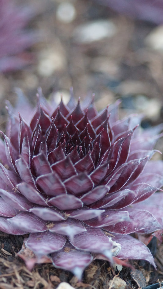 Sempervivum Hybride 'Dark Crown' - Hauswurz