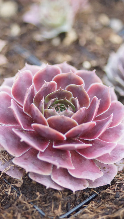 Sempervivum Hybride 'Westerlin' - Hauswurz