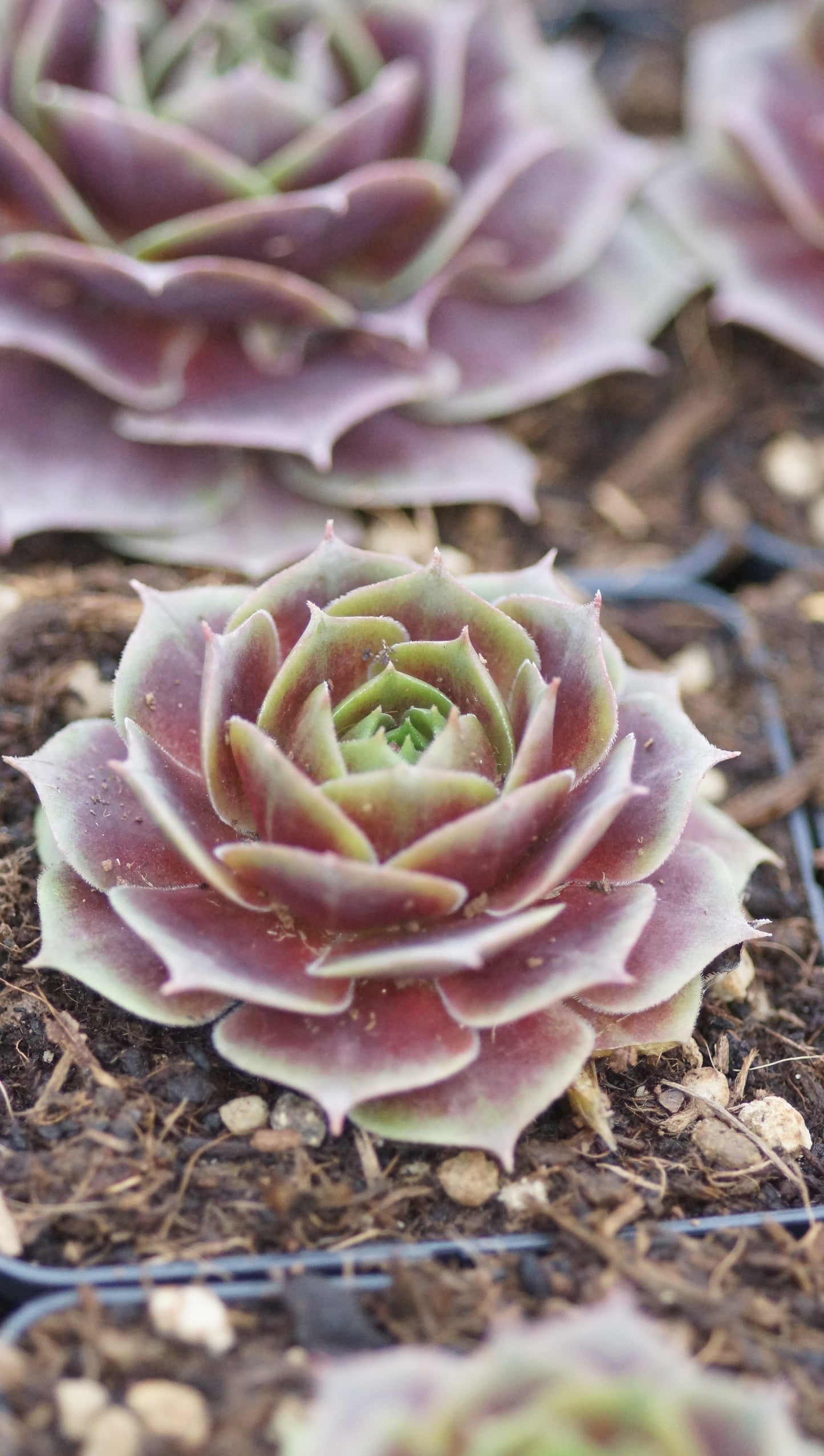 Sempervivum Hybride 'Grünrand' - Hauswurz