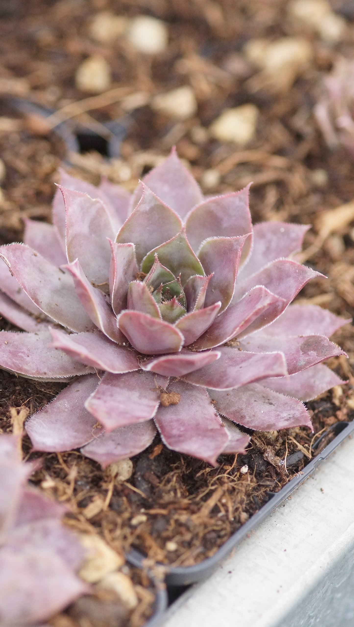 Sempervivum Hybride 'Galahad' - Hauswurz