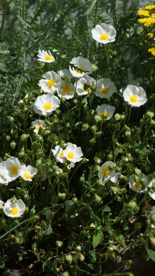 Cistus albanicus - Albanische Zistrose