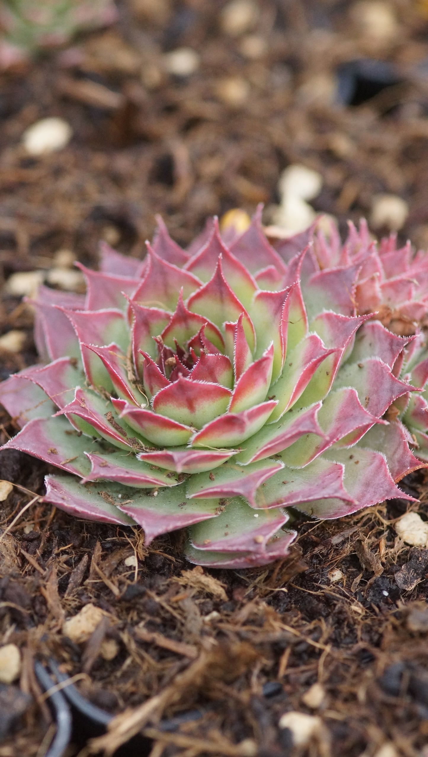 Sempervivum Hybride 'Dolfijn' - Hauswurz
