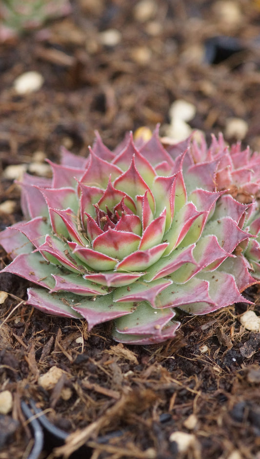 Sempervivum Hybride 'Dolfijn' - Hauswurz