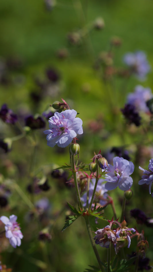 Geranium pratense 'Else Lacey' - Gefüllter Wiesen-Storchschnabel