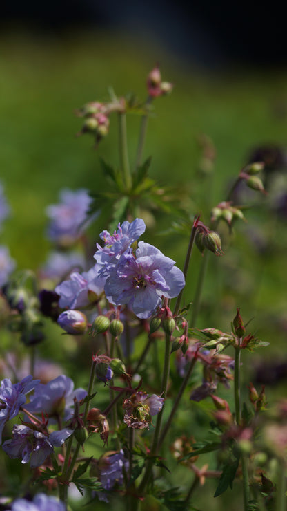 Geranium pratense 'Else Lacey' - Gefüllter Wiesen-Storchschnabel