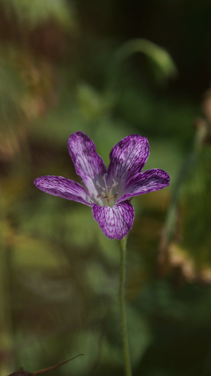 Geranium x oxonianum 'Laura Skelton' - Storchschnabel