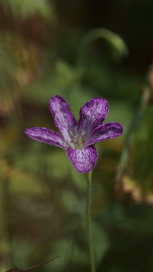 Geranium x oxonianum 'Laura Skelton' - Storchschnabel