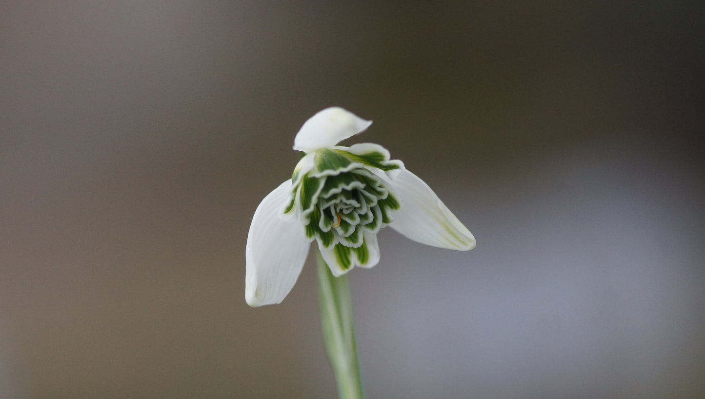 Galanthus Plicatus-Hybride 'Dionysus' - Gefülltes Schneeglöckchen