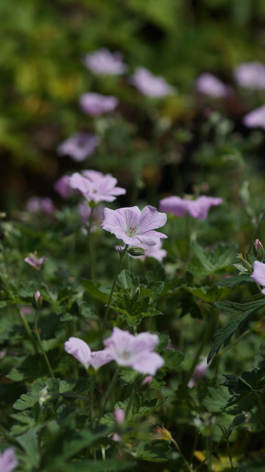 Geranium x Cultorum 'Dreamland' - Storchschnabel