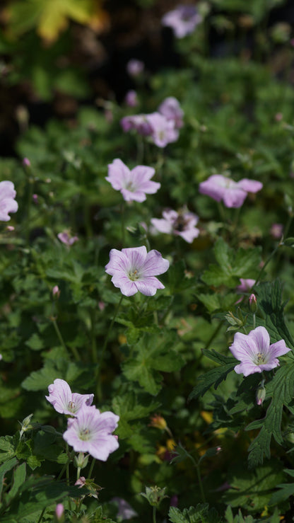 Geranium x Cultorum 'Dreamland' - Storchschnabel