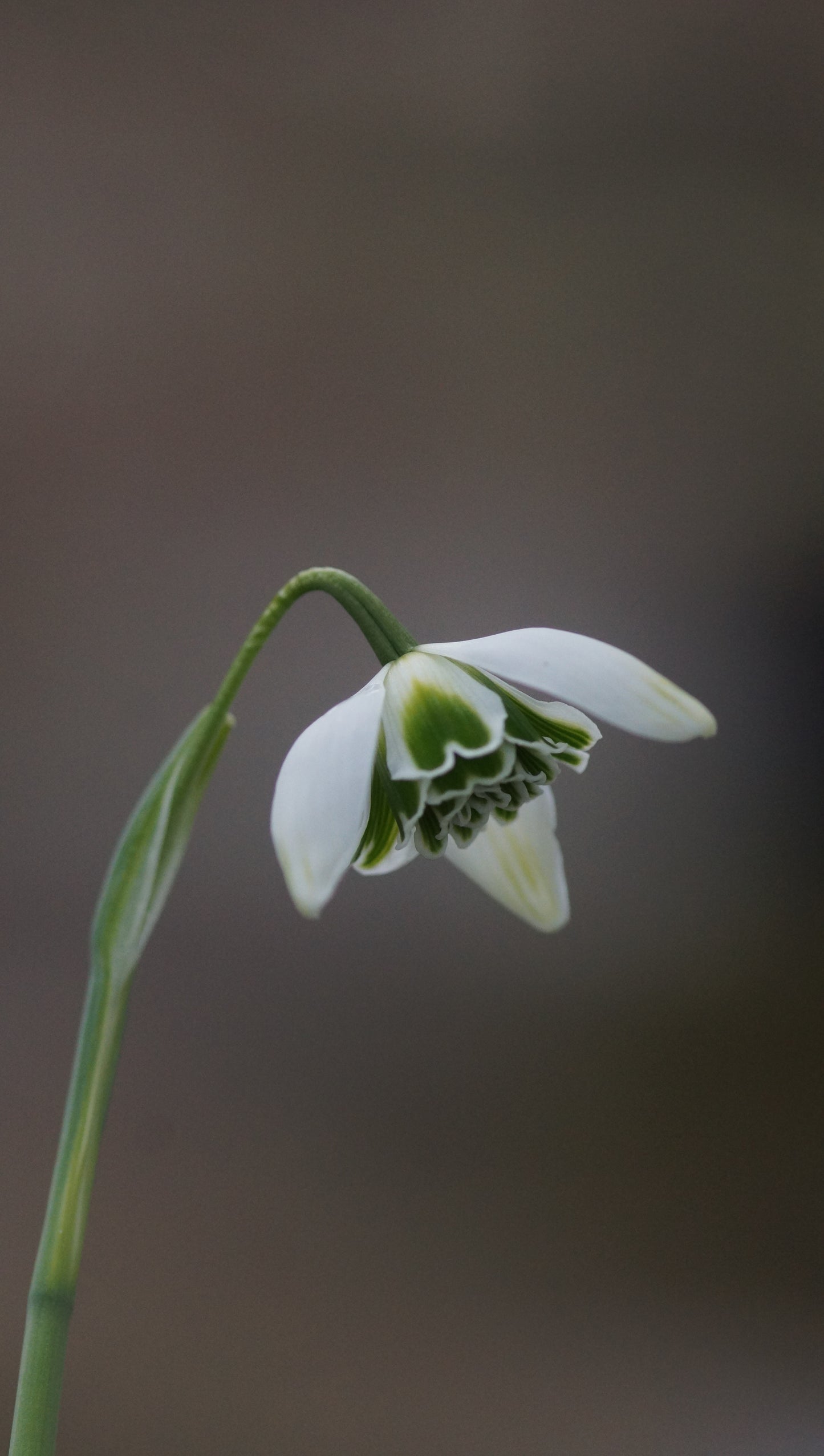 Galanthus Plicatus-Hybride 'Dionysus' - Gefülltes Schneeglöckchen