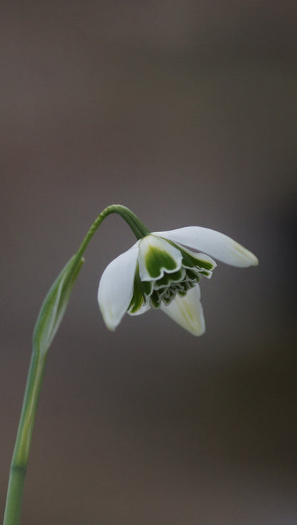 Galanthus Plicatus-Hybride 'Dionysus' - Gefülltes Schneeglöckchen