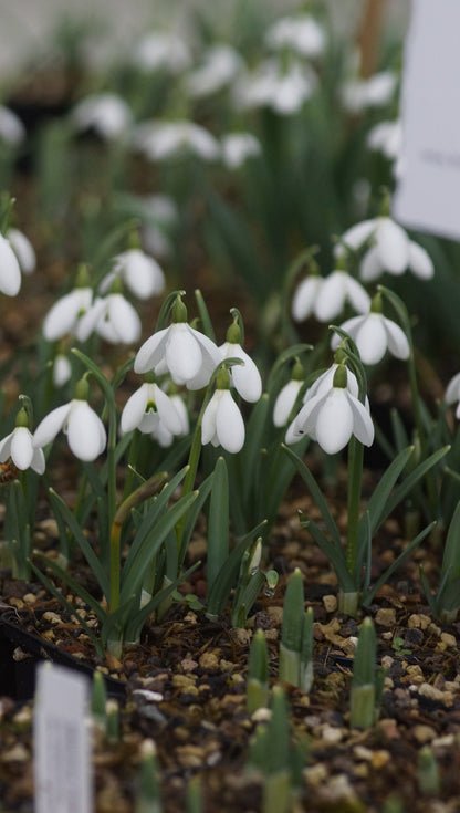 Galanthus nivalis x plicatus 'Sam Arnott' - Schneeglöckchen