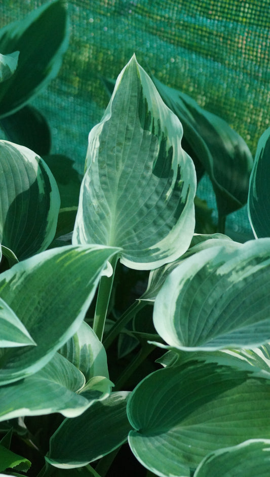 Hosta Hybride 'El Nino®' - Funkie