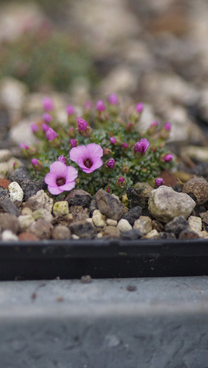 Saxifraga x anglica 'Winifred' - Frühlings Steinbrech