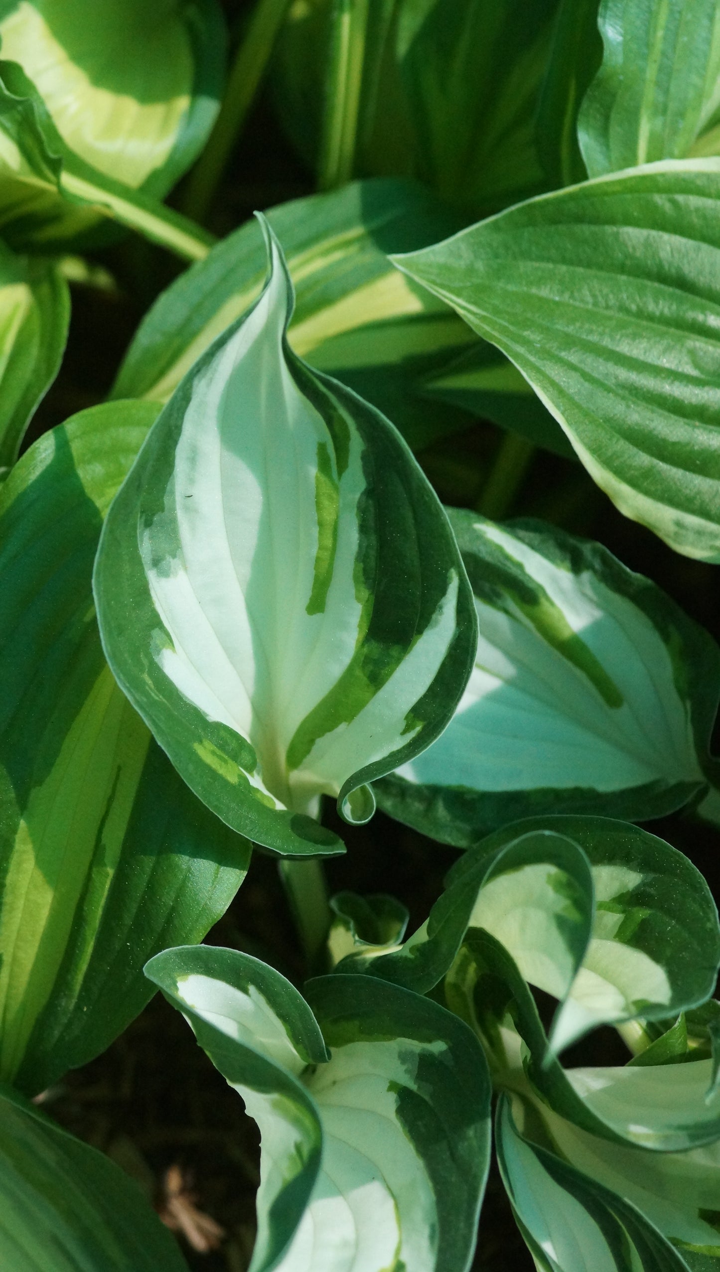 Hosta Hybride 'Fire and Ice' - Funkie