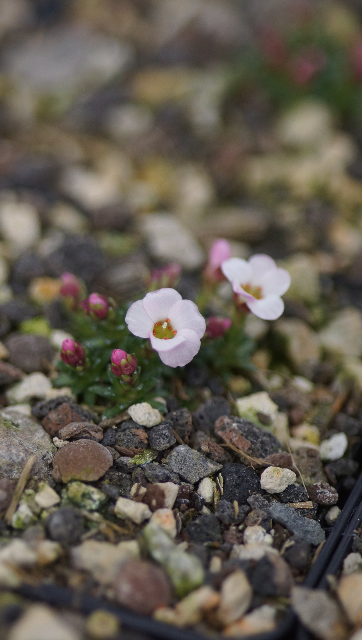 Saxifraga x irvingii 'Jenkinsae' - Vorfrühlings-Steinbrech