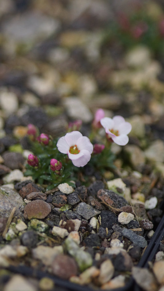 Saxifraga x irvingii 'Jenkinsae' - Vorfrühlings-Steinbrech