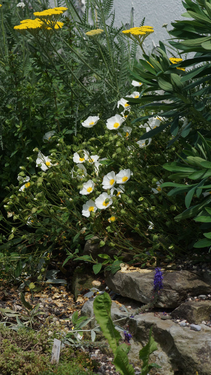 Cistus albanicus - Albanische Zistrose