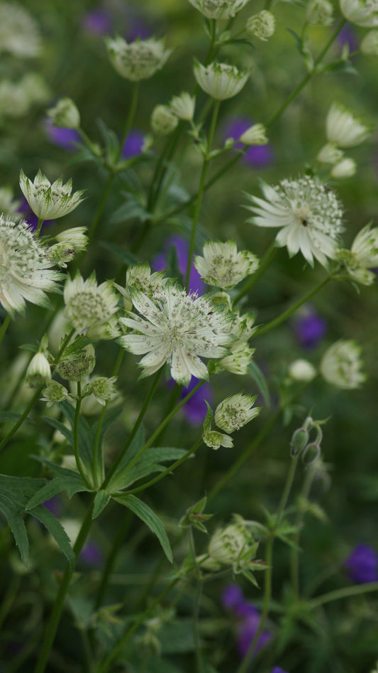 Astrantia major 'Shaggy' - Grosse Sterndolde