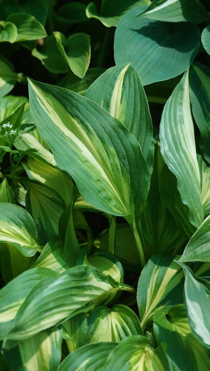 Hosta Hybride 'Cherry Berry' - Funkie