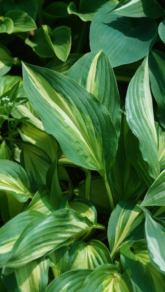 Hosta Hybride 'Cherry Berry' - Funkie