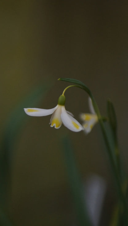Galanthus x valentinei 'Bitter Lemons' - Schneeglöckchen