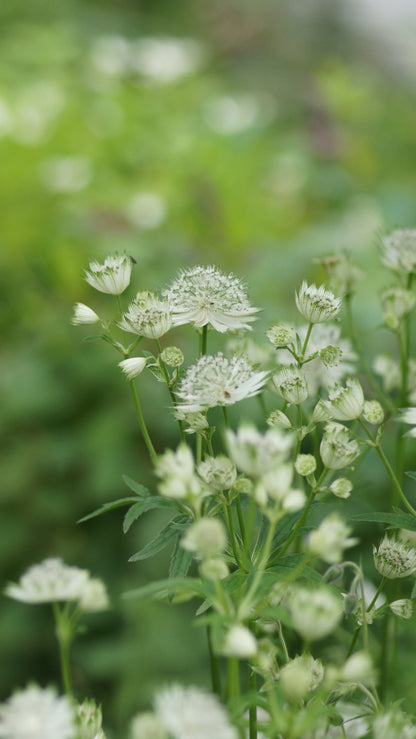 Astrantia major 'Shaggy' - Grosse Sterndolde