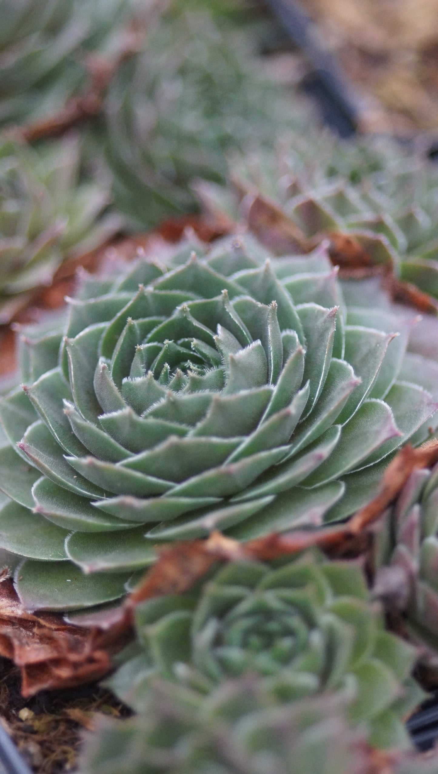 Sempervivum Tectorum-Hybride 'Seerosenstern' - Hauswurz