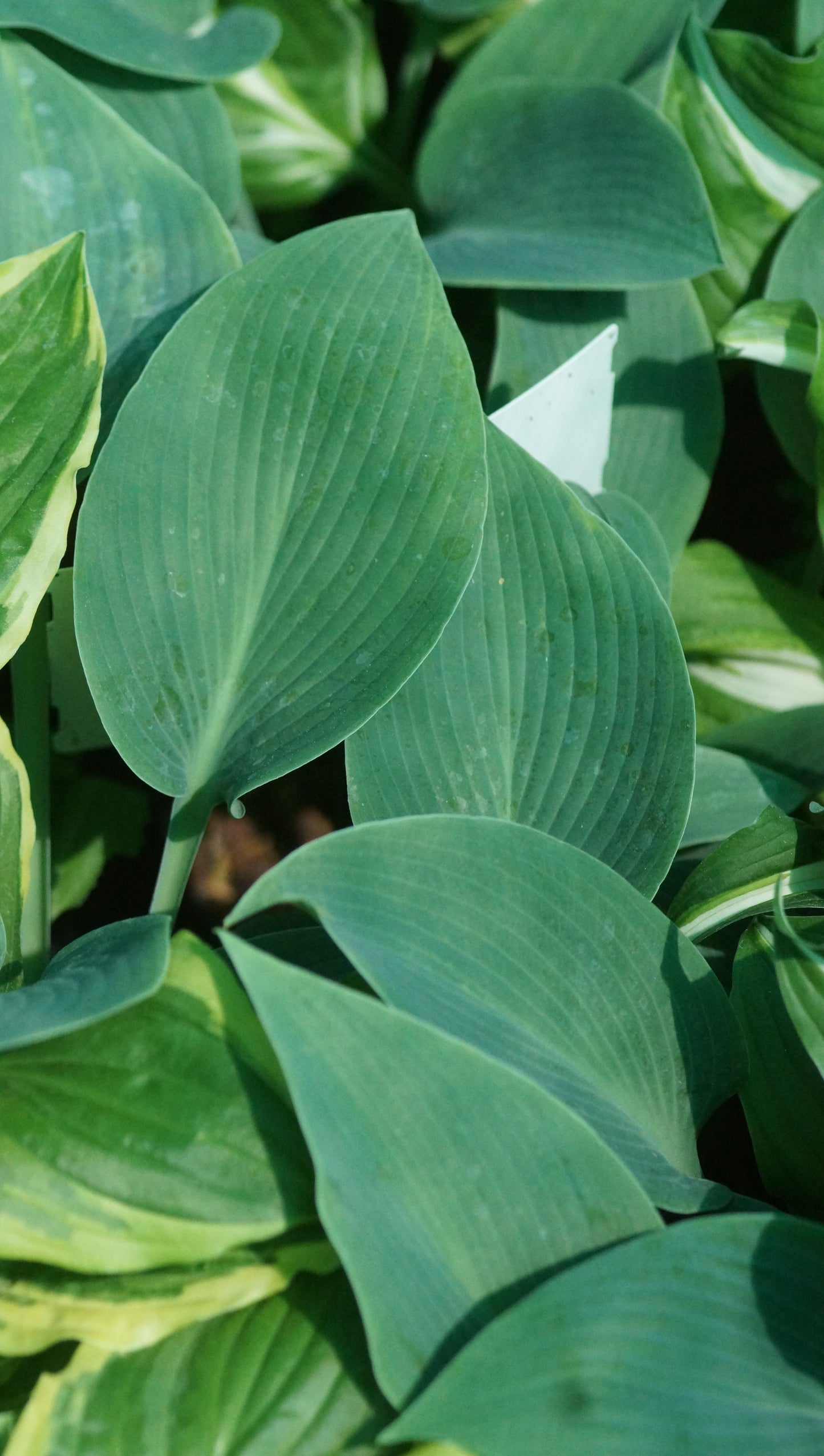 Hosta tardiana 'Halcyon' - Funkie