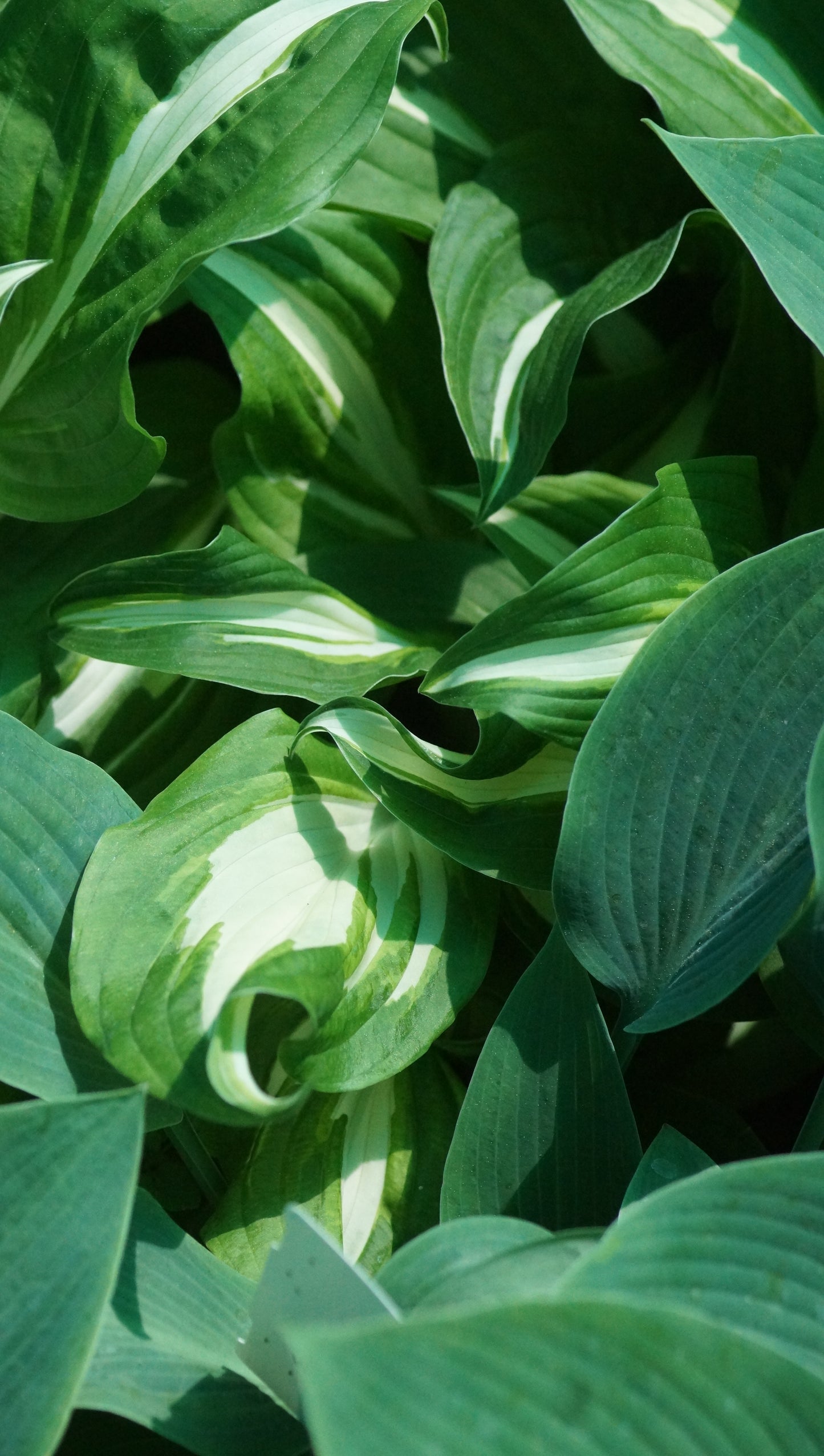 Hosta undulata 'Univittata' - Funkie