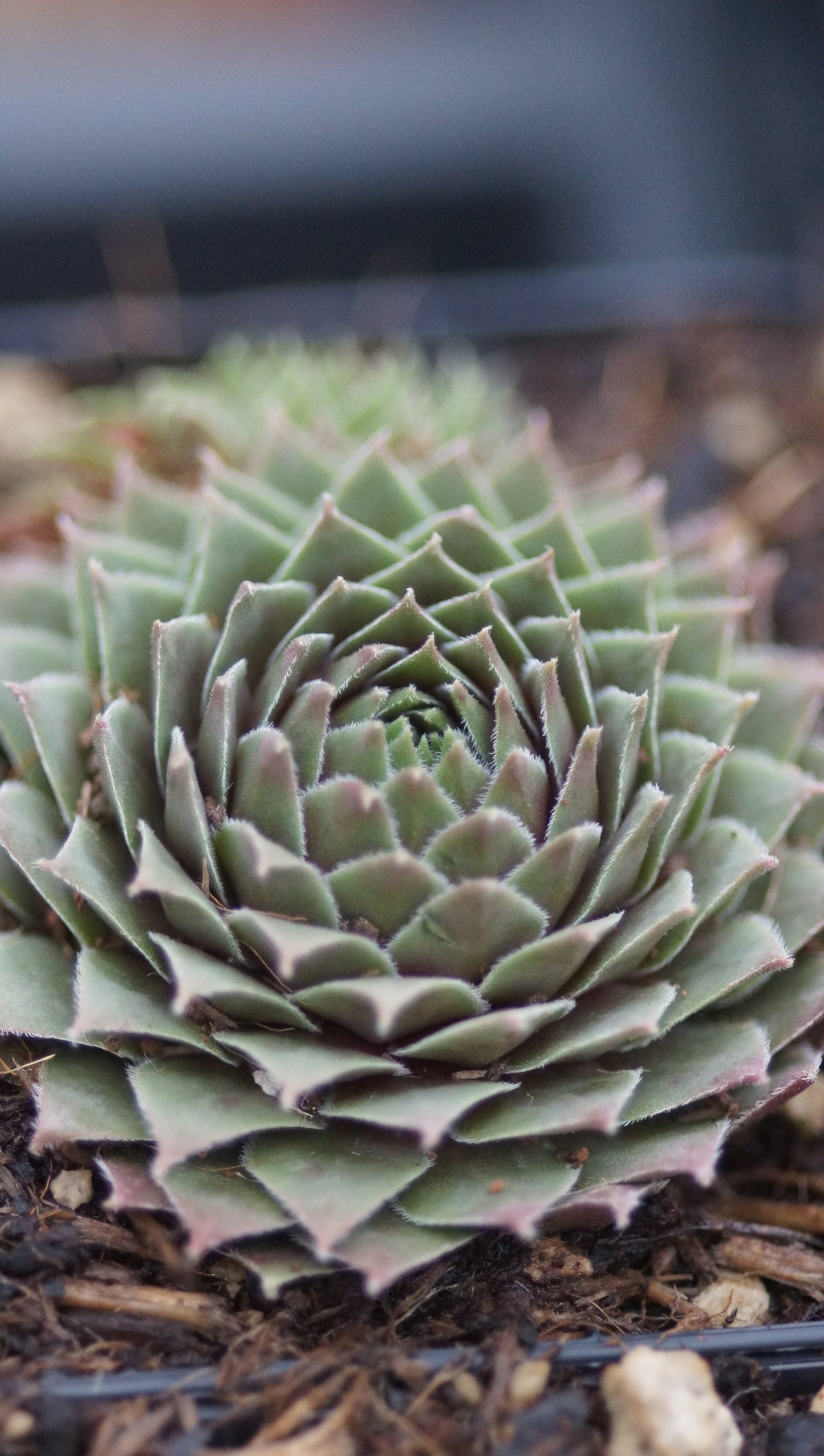 Sempervivum Hybride 'Kankra' - Hauswurz