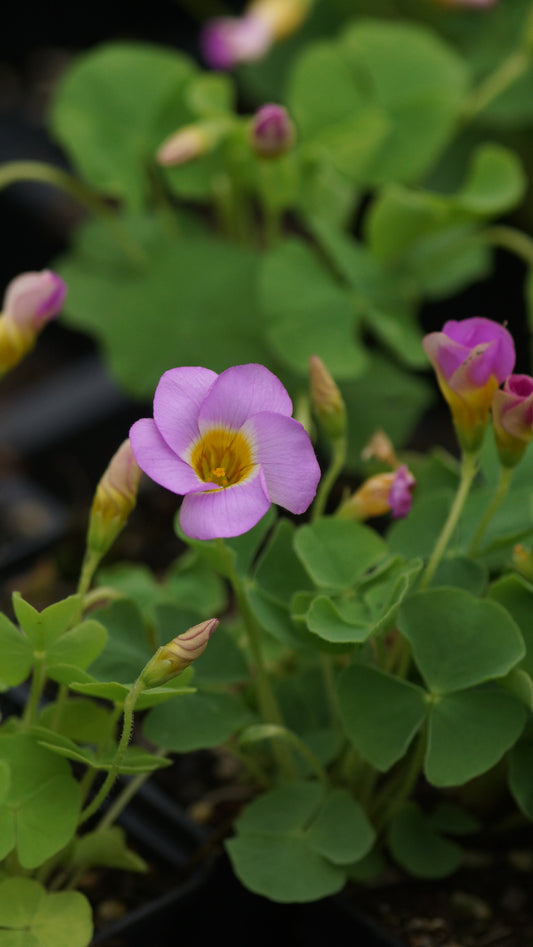 Oxalis inops - Gedrückter Sauerklee
