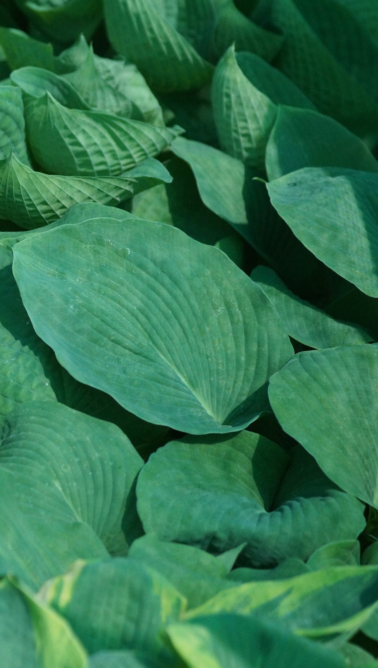 Hosta sieboldiana 'Elegans' - Blaublatt-Funkie