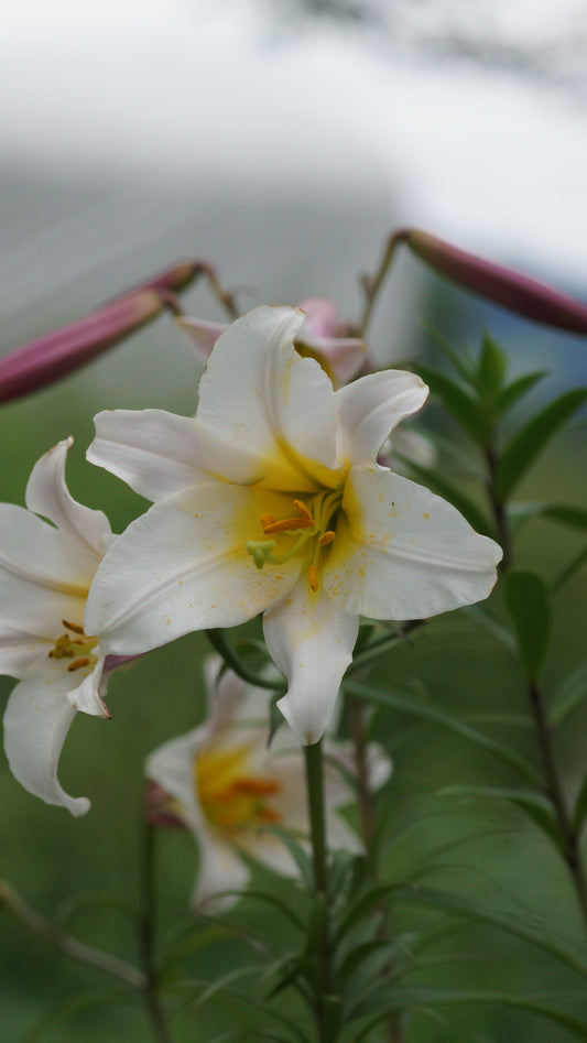 Lilium regale - Königs-Lilie