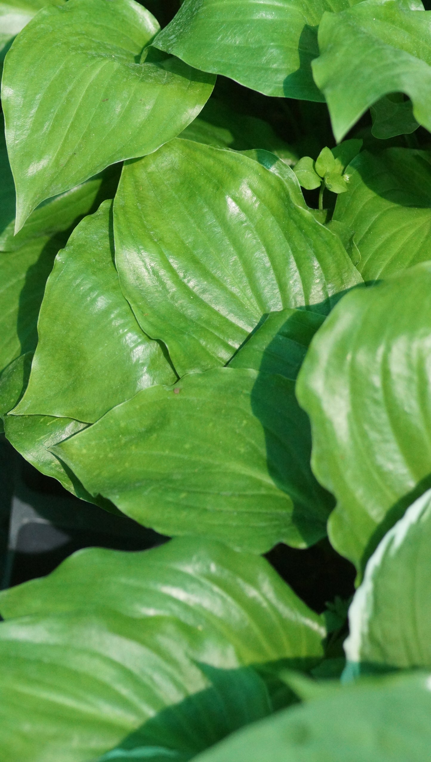 Hosta lancifolia 'Red Stepper' - Lanzen-Funkie