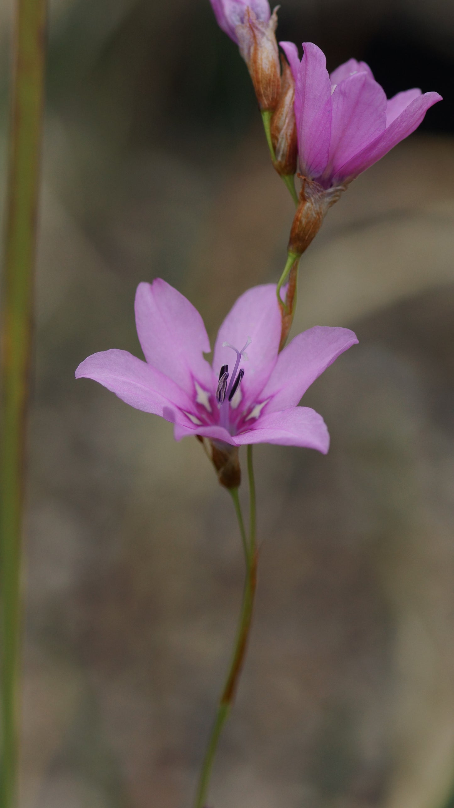 Dierama pauciflorum 'Luana' - Trichterschwertel