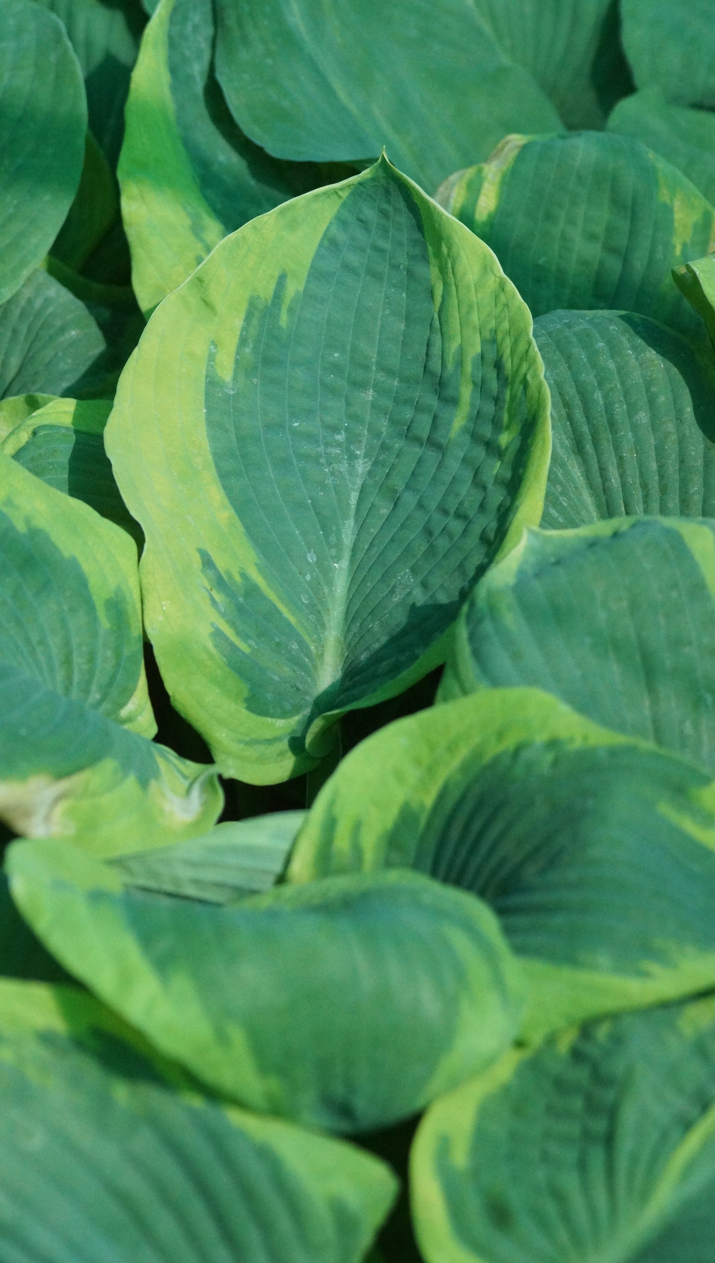 Hosta sieboldiana 'Frances Williams' - Funkie