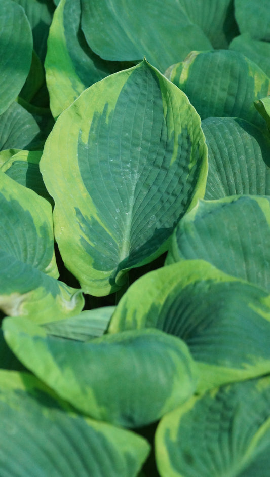 Hosta sieboldiana 'Frances Williams' - Funkie
