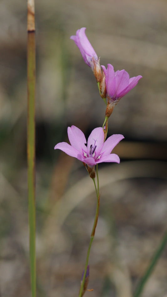 Dierama pauciflorum 'Luana' - Trichterschwertel