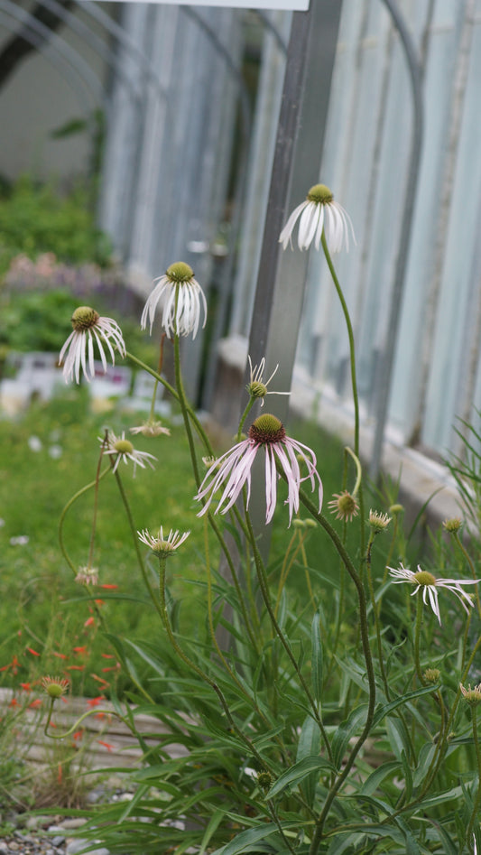 Echinacea pallida 'Hula Dancer' - Sonnenhut